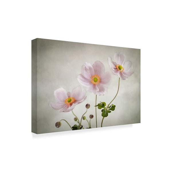 Mandy Disher 'The Pink Anemones' Canvas Art,30x47